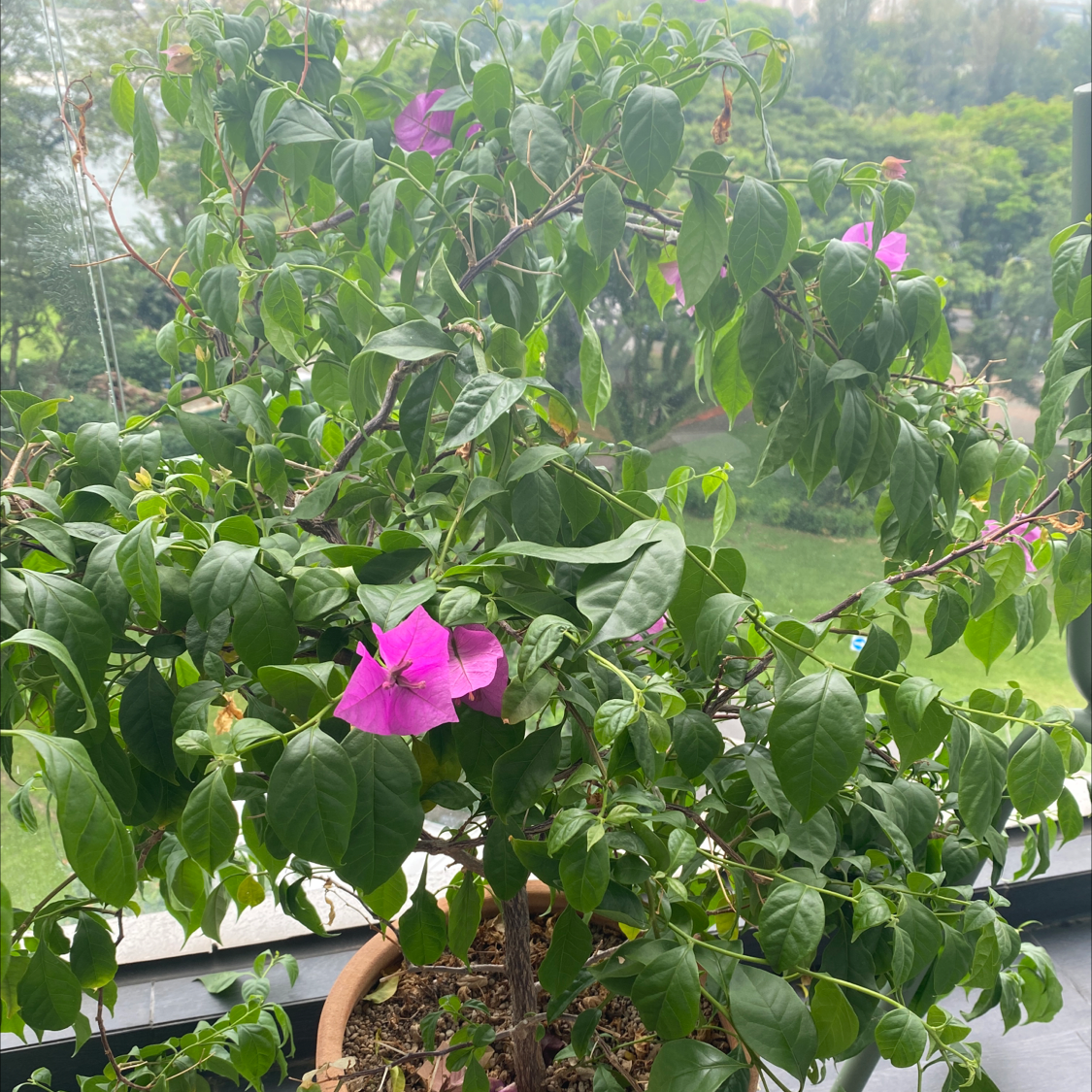 Lesser Bougainvillea plant with green leaves and pink flowers in a pot, outdoor setting.