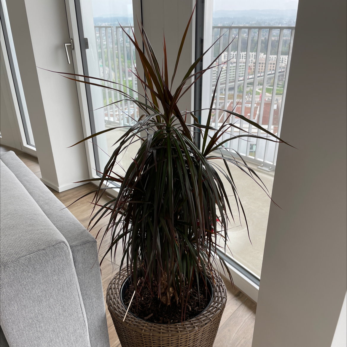Madagascar Dragon Tree (Dracaena marginata) indoors near a window in a woven basket planter.