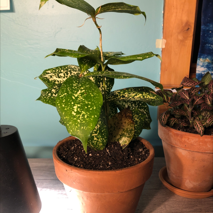 Dracaena 'Florida Beauty' plant in a terracotta pot with some browning on a lower leaf.