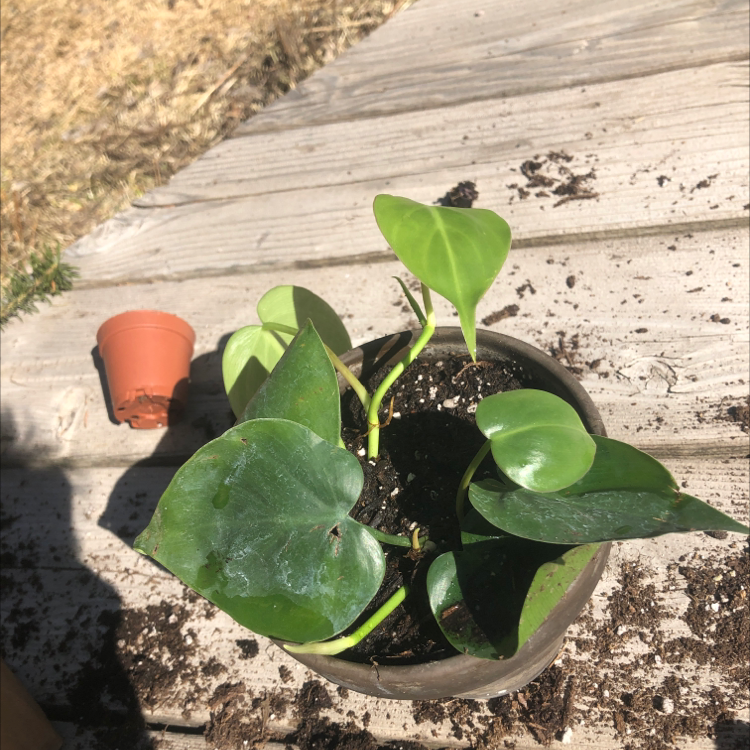 Philodendron Scandens plant photo by @ELHenslee named Charlie Pace on Greg, the plant care app.