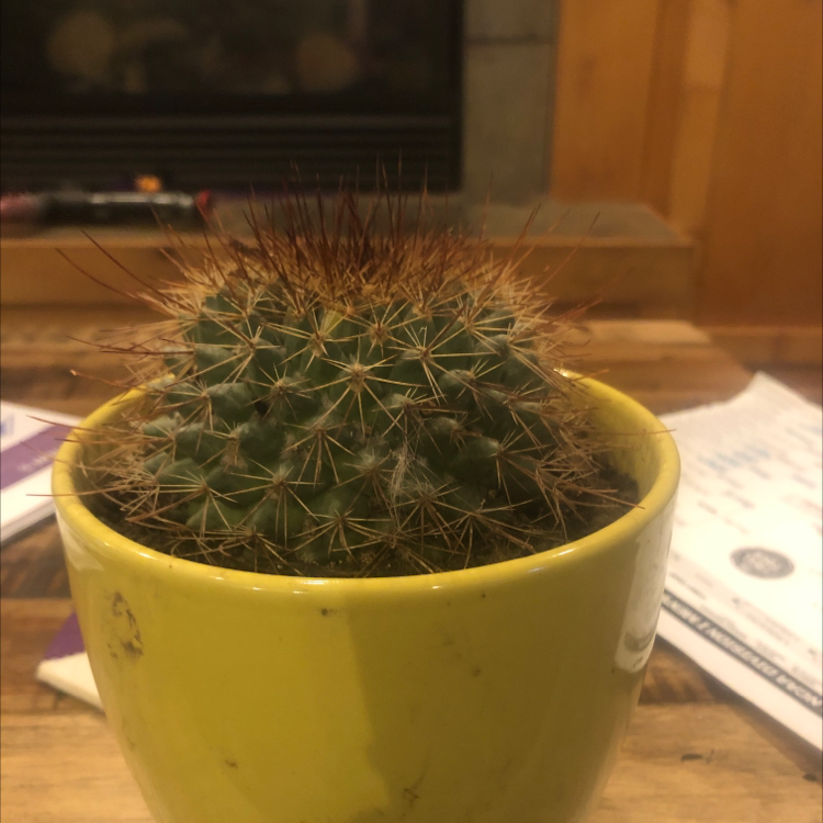 Closeup of a healthy Simpson Hedgehog Cactus in a yellow pot, with dense light-colored spines covering the round barrel-shaped body.