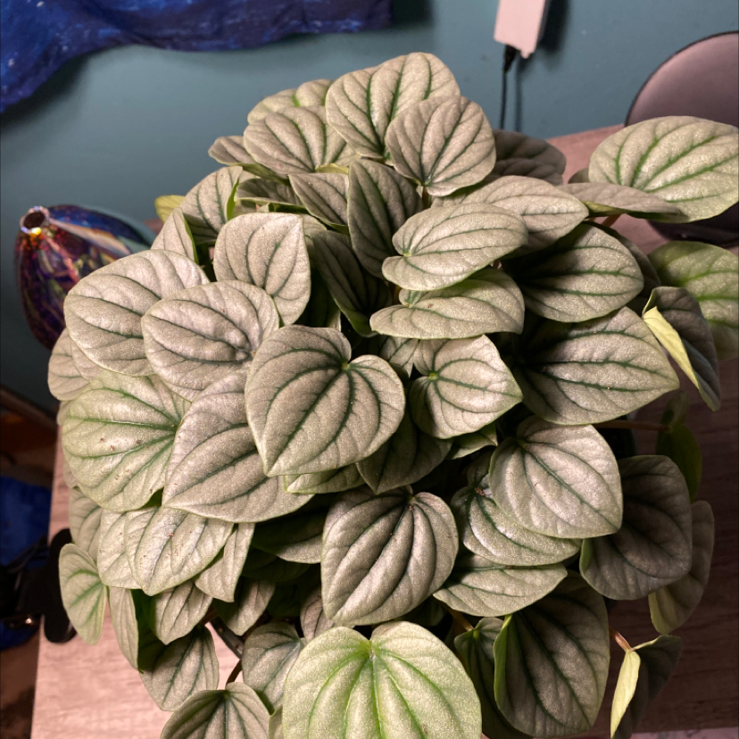 Silver Frost Peperomia plant with healthy, silver-green leaves.