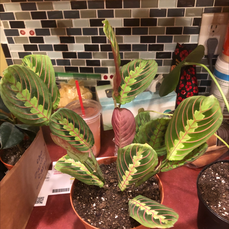 Photo of the plant species Red Prayer Plant by @ELHenslee named Naomi on Greg, the plant care app