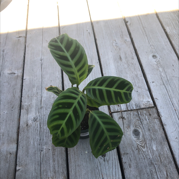 Zebra Calathea plant with striped leaves in a pot on a wooden surface.