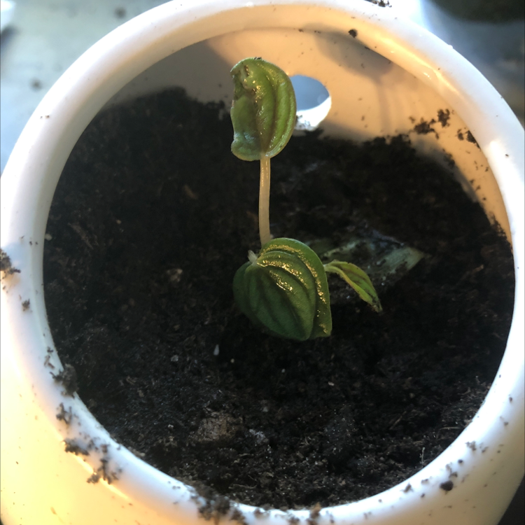 Peperomia Caperata plant photo by @ELHenslee named Hurley on Greg, the plant care app.