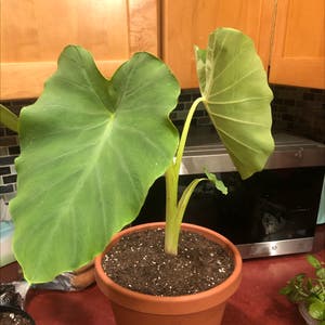 Taro plant photo by @ELHenslee named Babar on Greg, the plant care app.