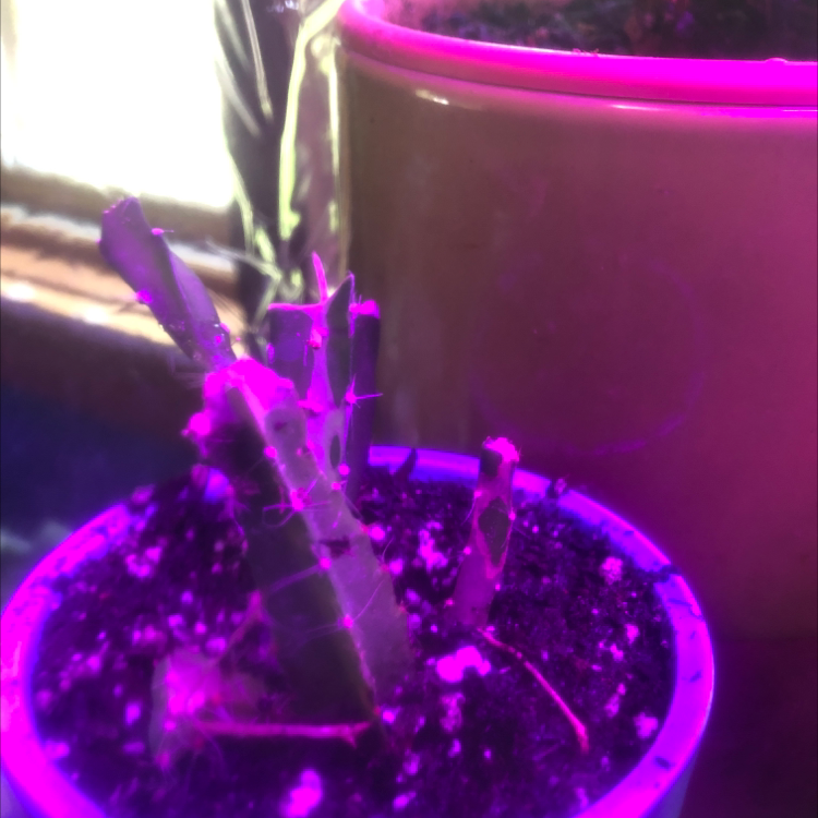 Dragonfruit plant photo by @ELHenslee named Ow on Greg, the plant care app.