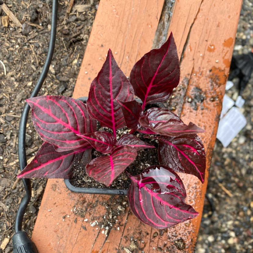Close-up of a healthy, dark red Iresine herbstii plant with vibrant pink veining on the leaves, growing in soil.