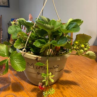 California Strawberry plant in Middletown, Ohio