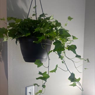 English Ivy plant in Middletown, Ohio