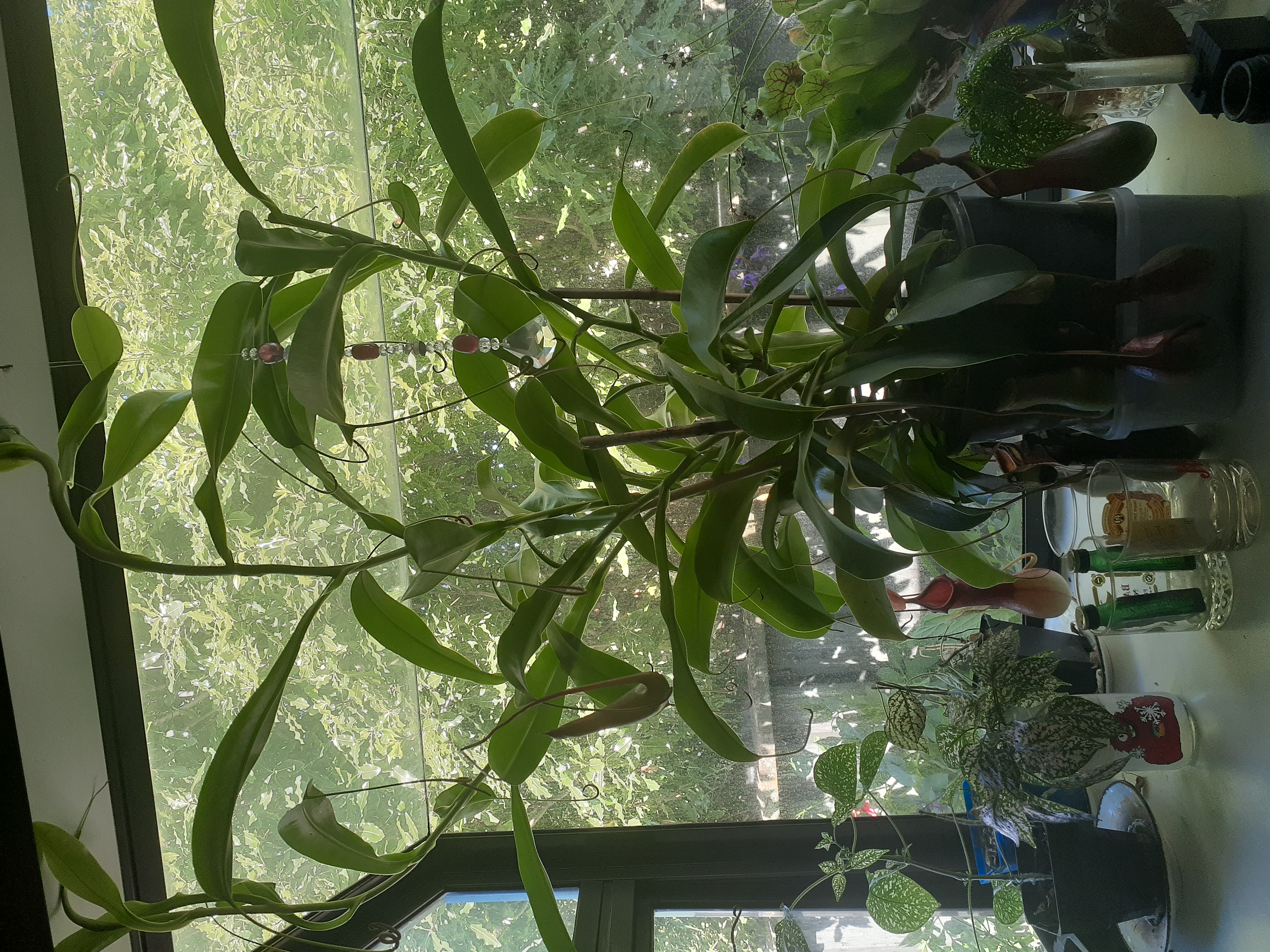 Photo of the plant species Nepenthes 'Bill Bailey' by @StylishLithop named Pitcher plant on Greg, the plant care app