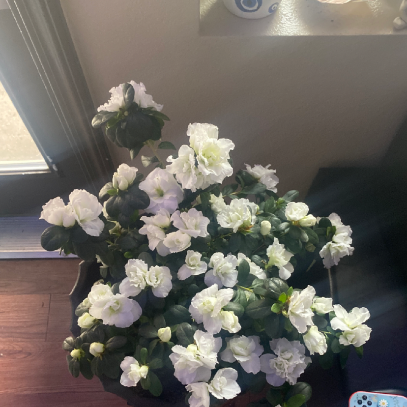 Satsuki Azalea plant with numerous white flowers, placed indoors near a window.