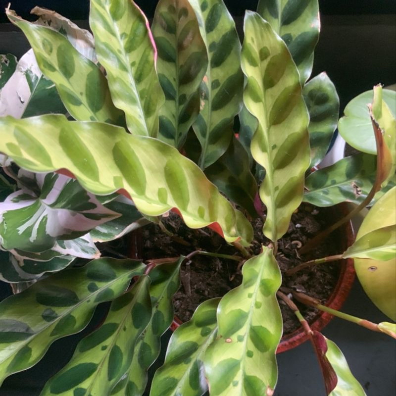 Rattlesnake Plant (Calathea lancifolia) with characteristic elongated leaves and dark green spots in a pot with visible soil.