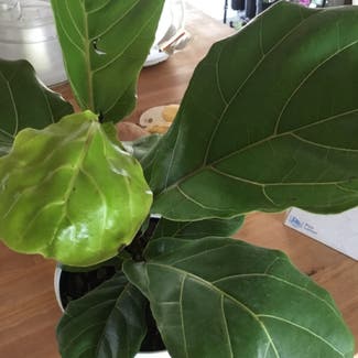 Fiddle Leaf Fig plant in Lewiston, Maine