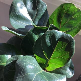 Fiddle Leaf Fig plant in Lewiston, Maine