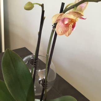 Mini Phalaenopsis Orchid plant in Lewiston, Maine