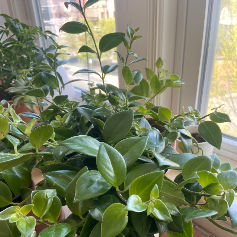 Healthy Lipstick Vine plant with glossy green leaves, well-lit and thriving.