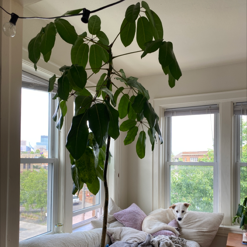 Thriving Umbrella Tree houseplant with lush green foliage in a bright, cozy room with a small dog resting nearby.