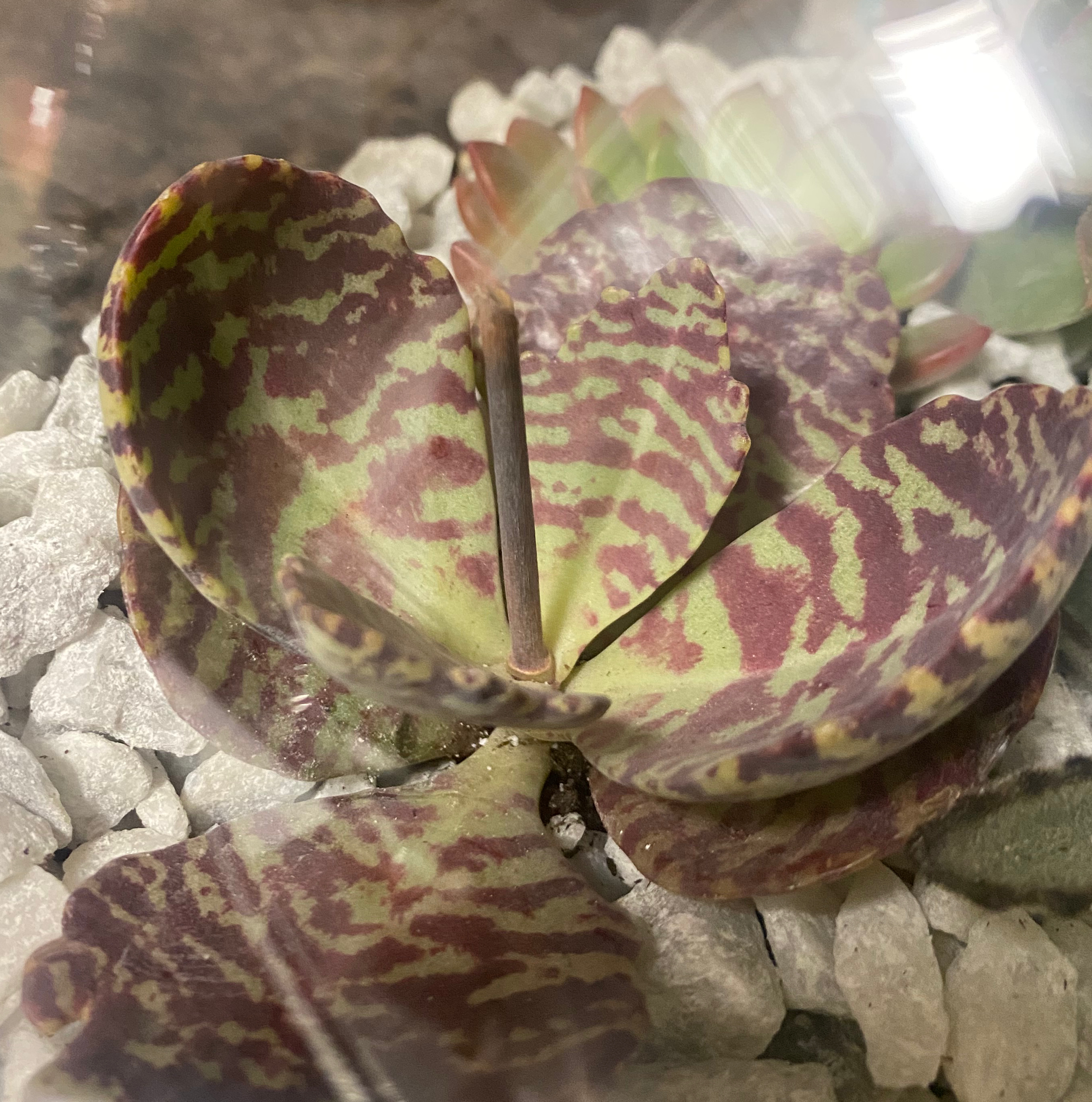Stapelia Planiflora Jacq. succulent with patterned leaves on white pebbles.