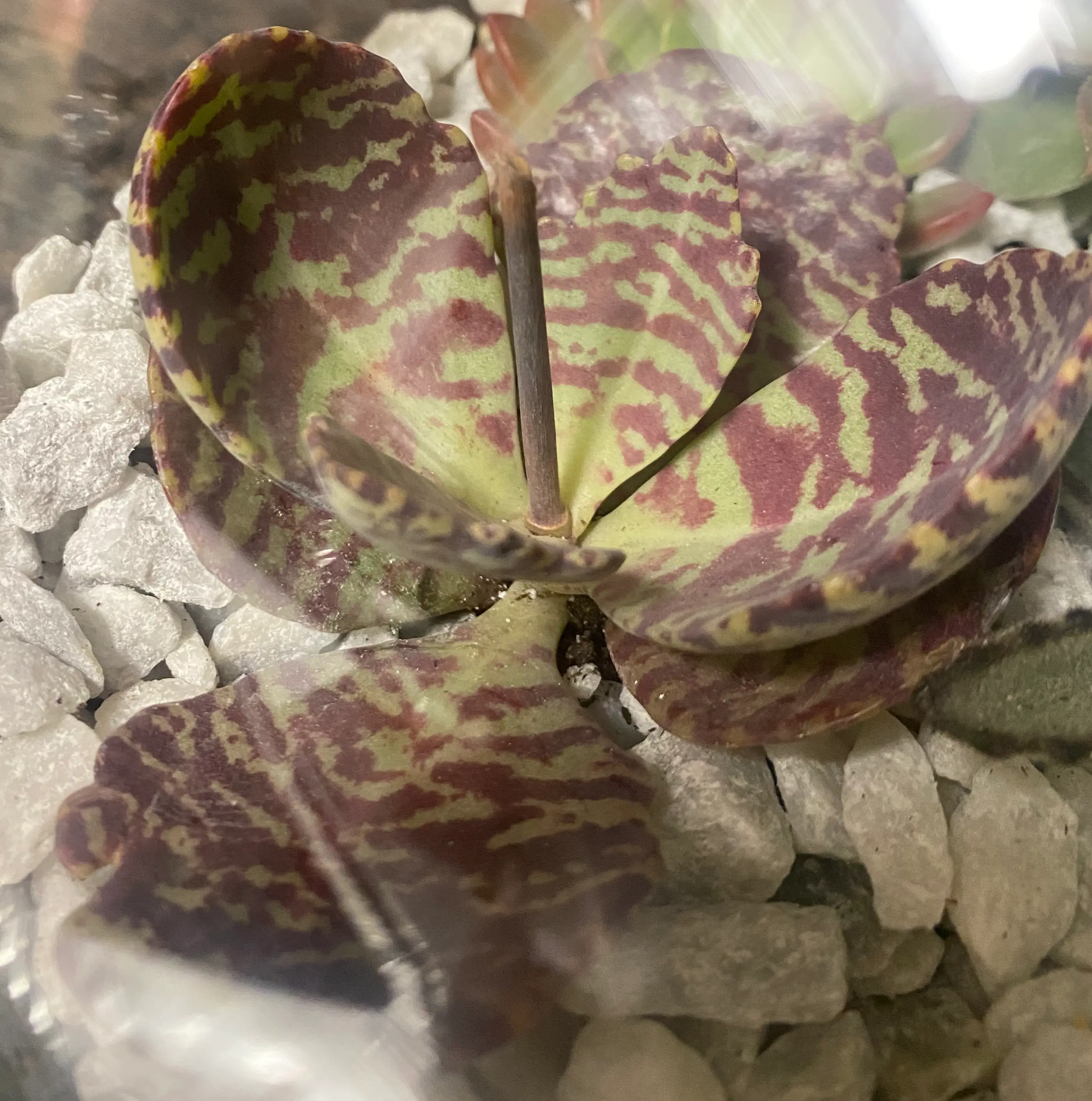 Kalanchoe humilis plant with patterned leaves in rocky substrate.