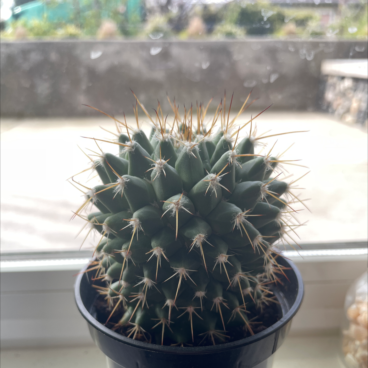 Photo of the plant species Mother of Hundreds by @DivinePepino named Fluffy on Greg, the plant care app