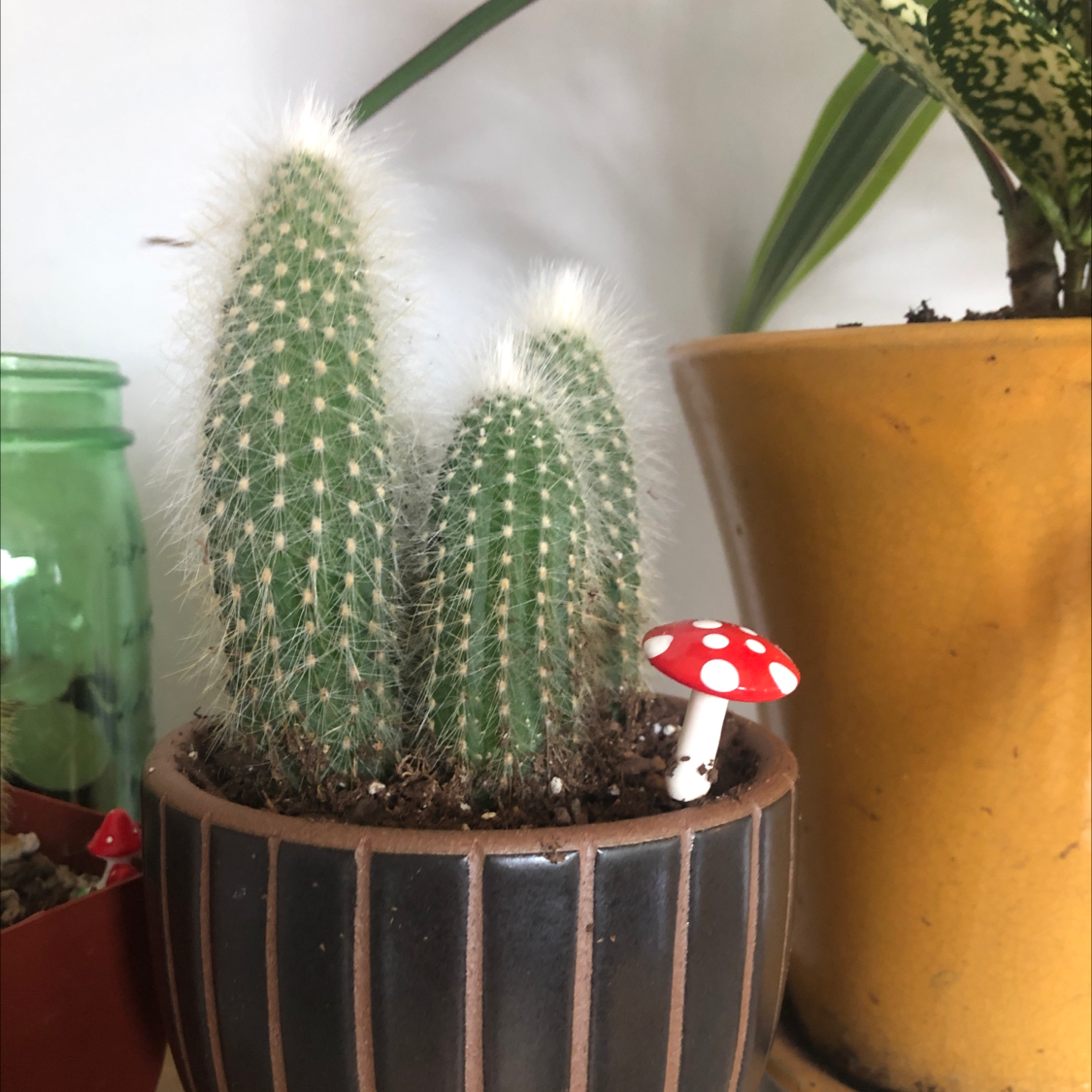 Photo of the plant species Silver Torch Cactus by @meghancolleenn named squidward on Greg, the plant care app