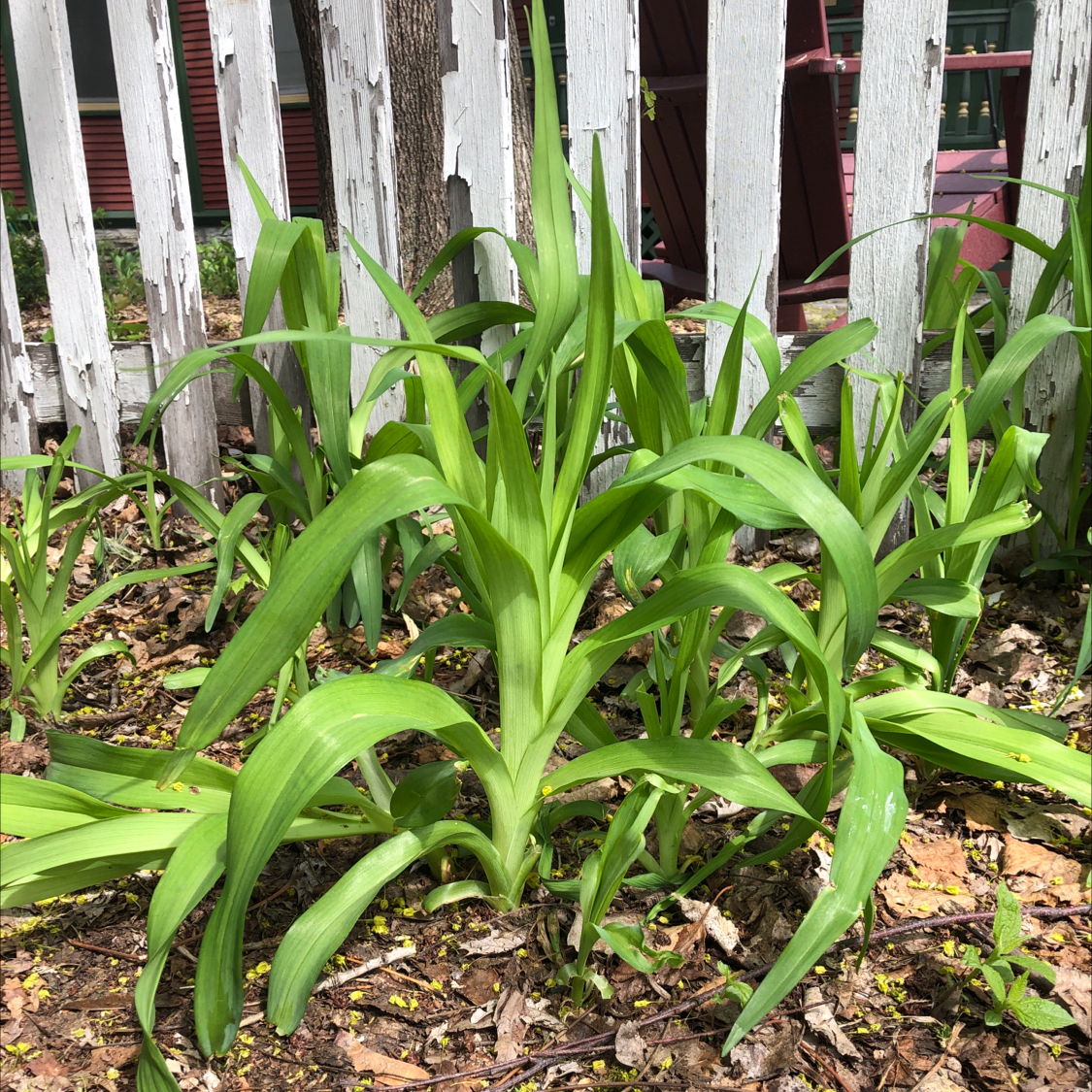 Photo of the plant species Ditch Lily by @meghancolleenn named outside gals on Greg, the plant care app