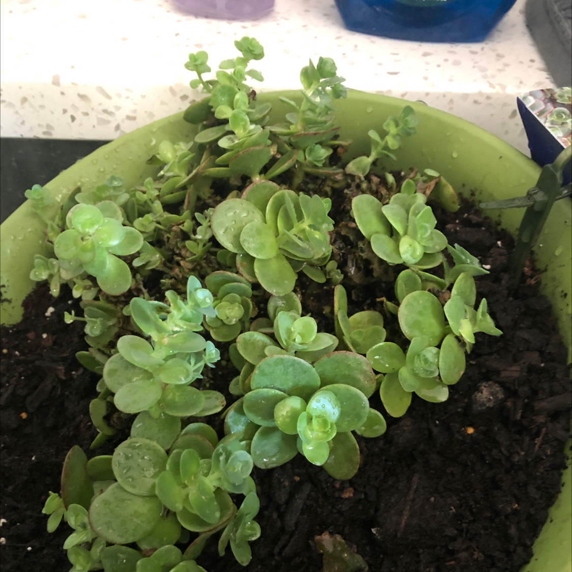 Photo of the plant species Lime Sparkler by @meghancolleenn named cutie curly on Greg, the plant care app