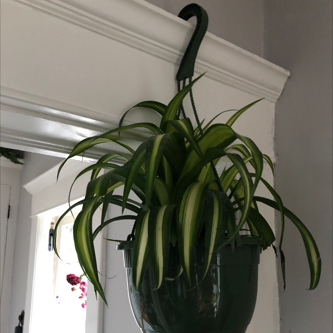 Spider Plant plant photo by @meghancolleenn named spiderman 2 on Greg, the plant care app.
