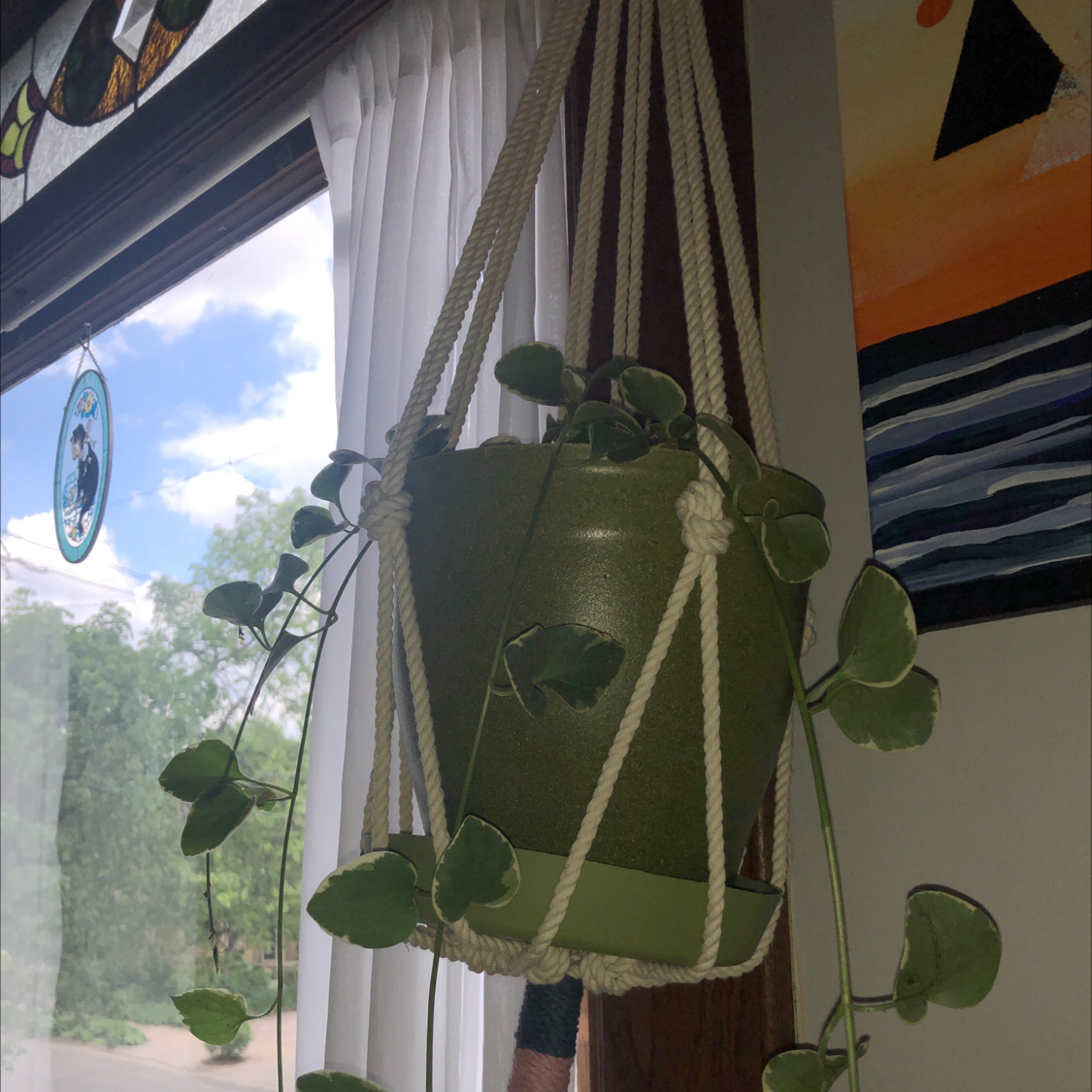 Variegated ivy plant in a hanging pot, well-framed and healthy.