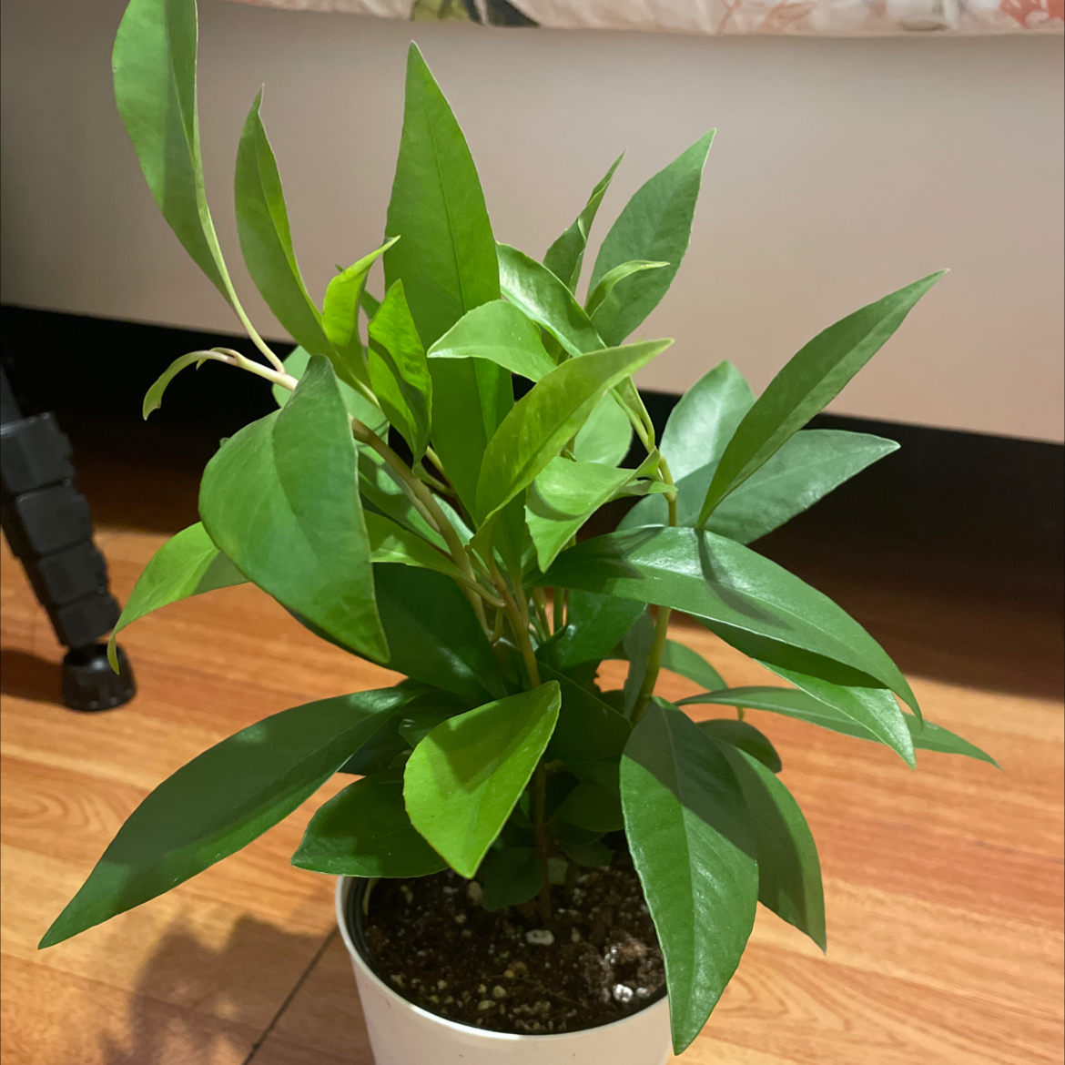 Potted Shoebutton plant with healthy green leaves and visible soil.