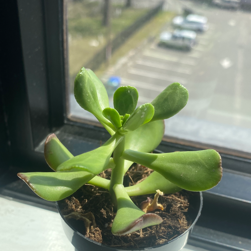 Tree Stonecrop succulent plant in a small pot by a window with slight browning at leaf tips.