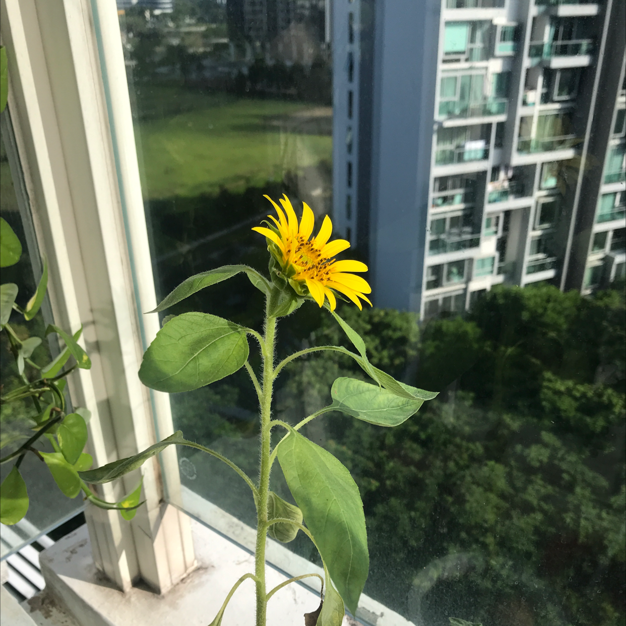 A healthy young sunflower plant with a large, vibrant yellow flower head beginning to open, growing in a container on a balcony.