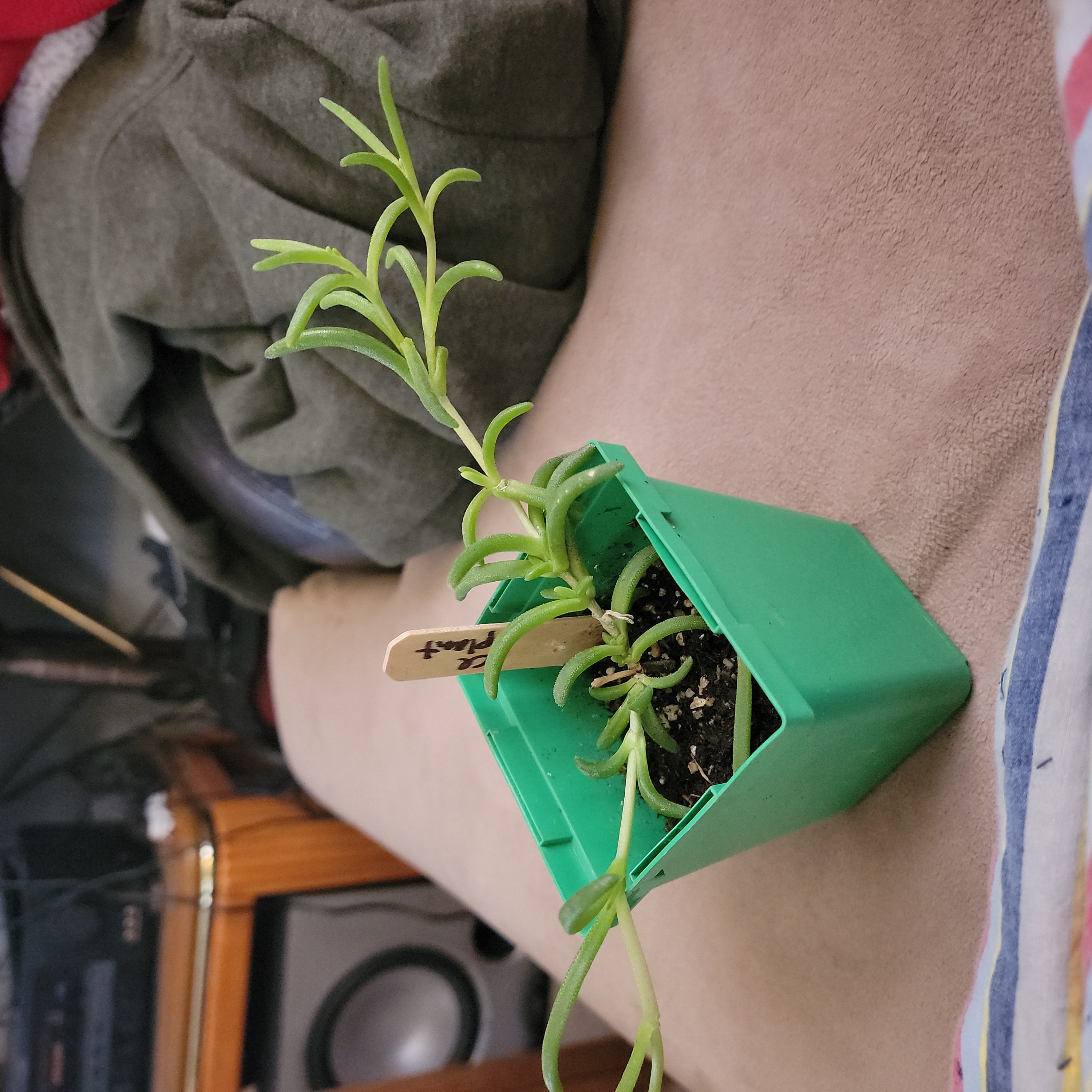 A healthy Iceplant in a green pot with visible soil.