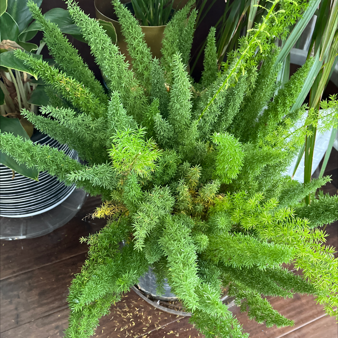Photo of the plant species Plume Asparagus by @AliLikesPlants named Foxtail on Greg, the plant care app