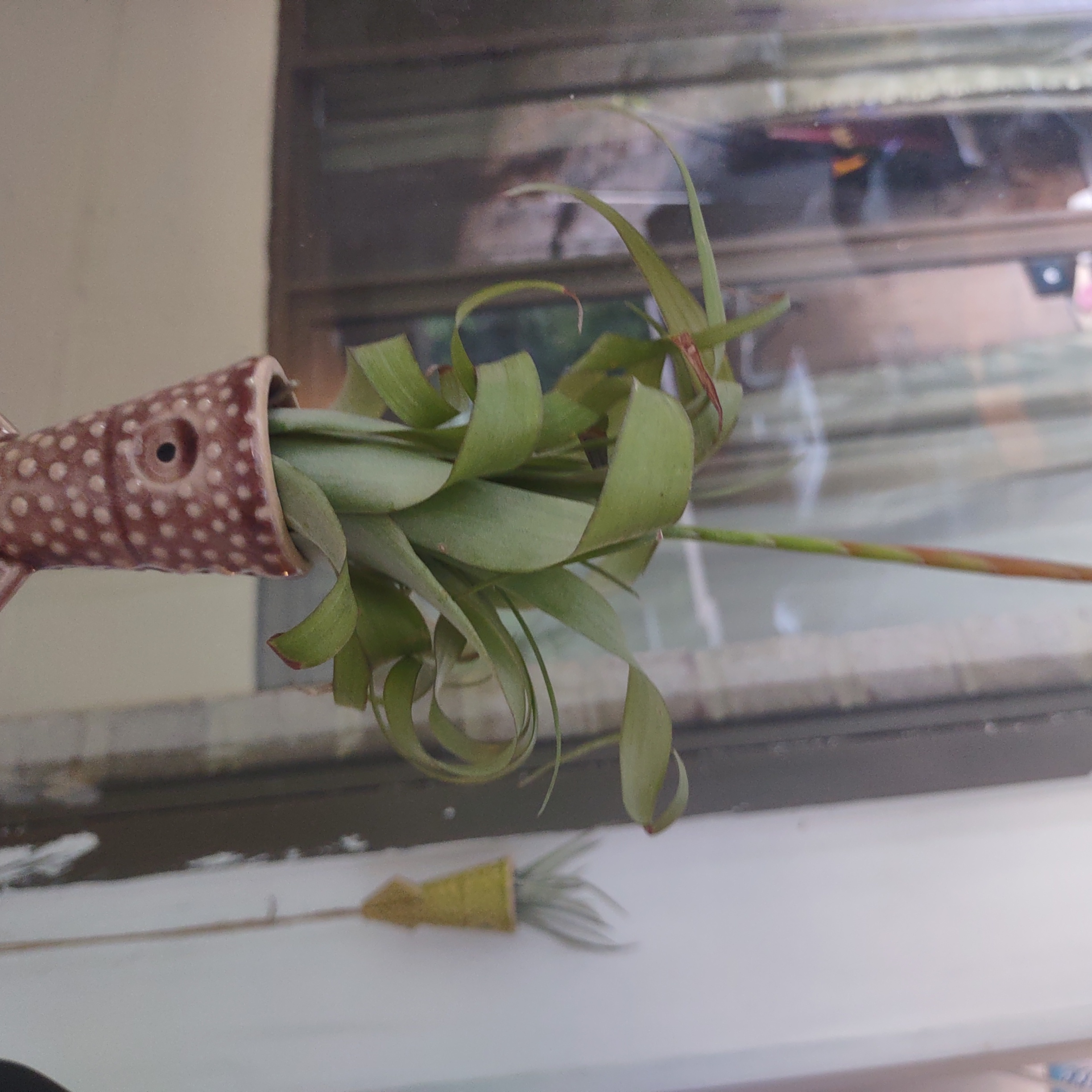 Shirley Temple Air Plant held by a decorative holder, appears healthy with green leaves.