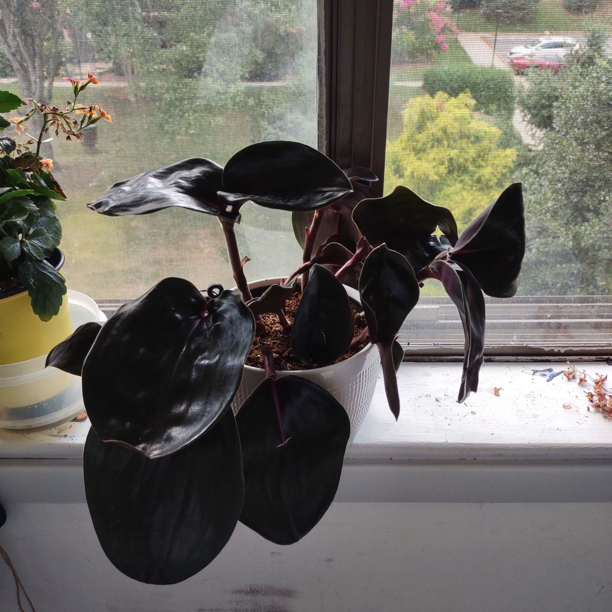Potted Geogenanthus ciliatus plant with dark leaves on a windowsill.