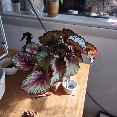 Photo of the plant species Begonia rex by Sleekpuka named Aurora on Greg, the plant care app
