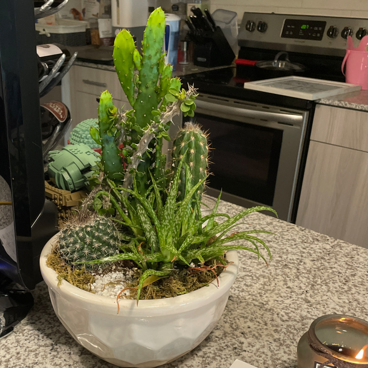 Potted arrangement of various cacti and succulents, including Navajo Bridge Prickly Pear, on a kitchen countertop.
