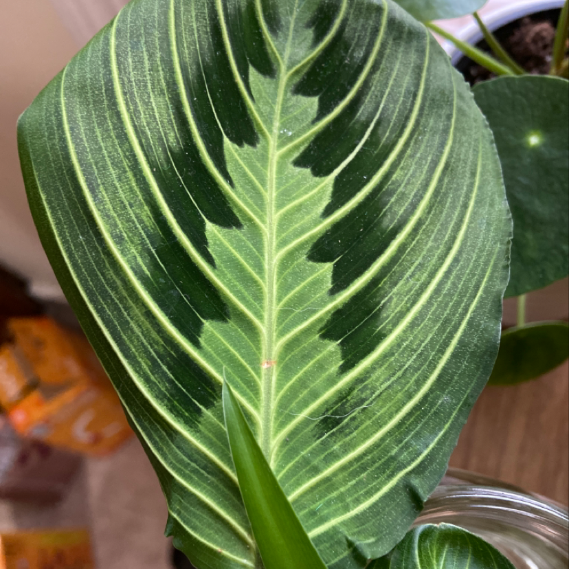 Closeup of healthy green maranta leuconeura prayer plant leaves with dark green vein patterns and characteristic folding along the midrib.