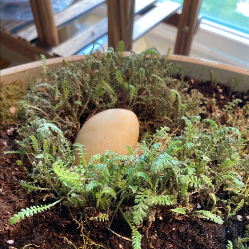 Healthy club moss plant in a pot with dense green foliage and a round object nestled in the center.
