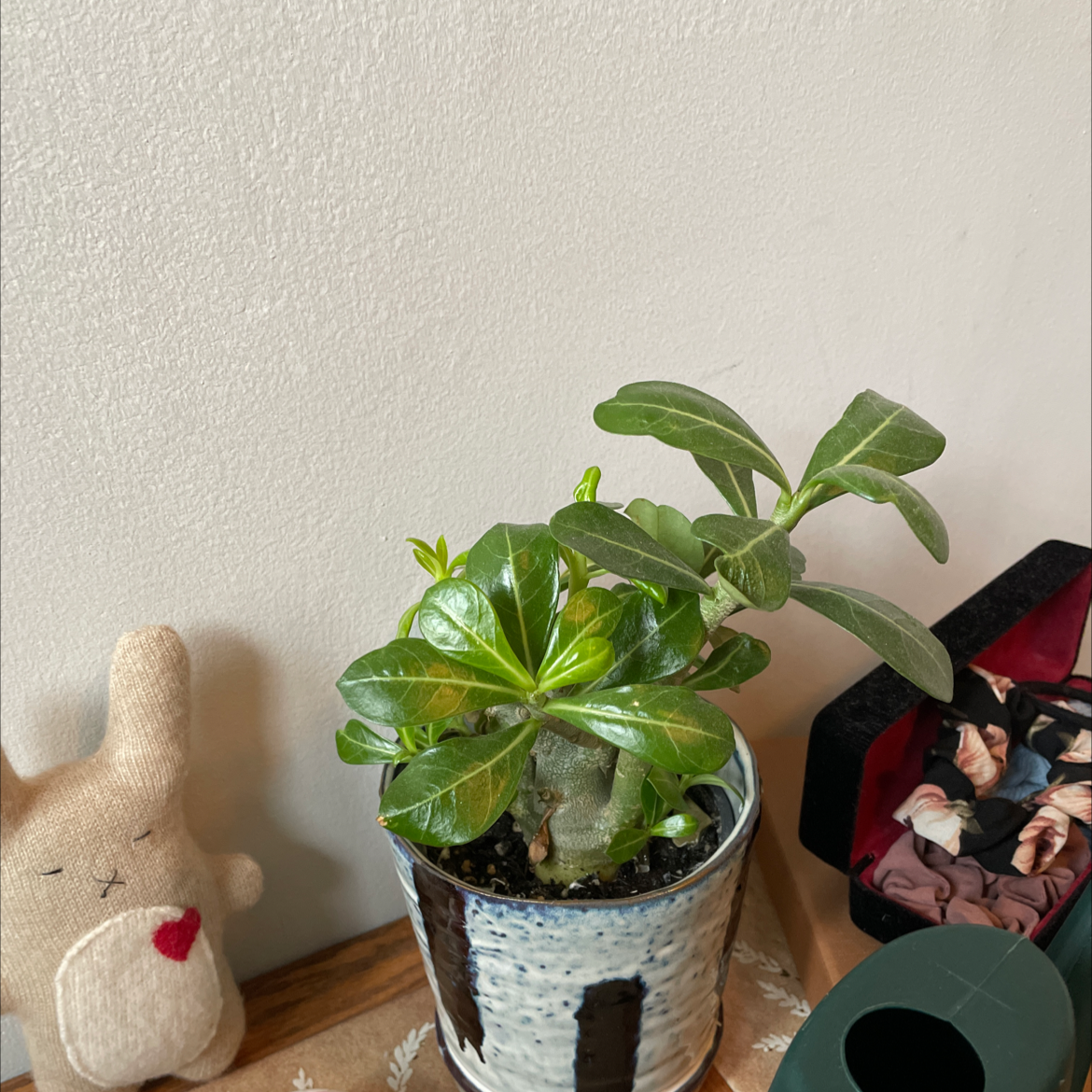 Desert Rose Plant in a pot on a wooden surface, with vibrant green leaves.