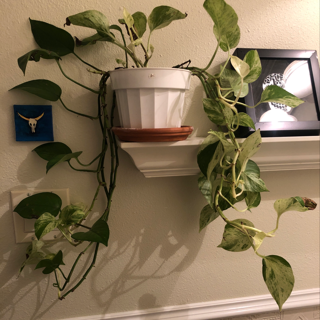 A healthy, thriving Jade Pothos plant with long trailing vines and glossy green heart-shaped leaves, in a white ceramic pot on a shelf.