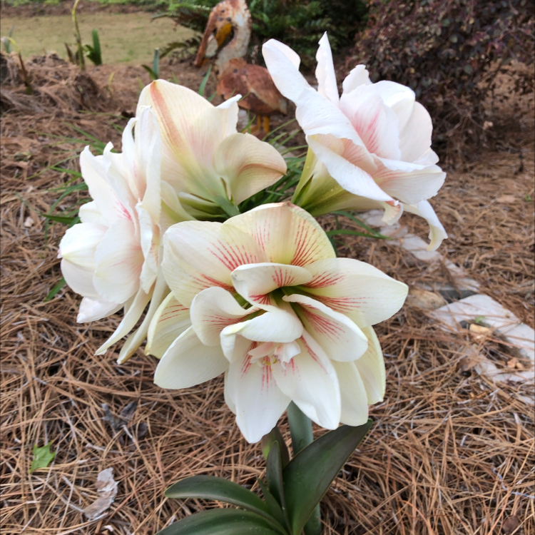 Barbosa Lily with white flowers and red streaks, appearing healthy and well-framed.