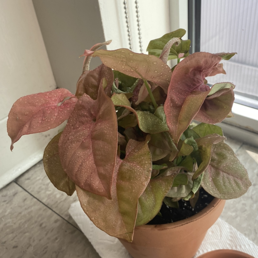 Photo of the plant species Pink Syngonium by @plantmilf13 named Pinkie on Greg, the plant care app