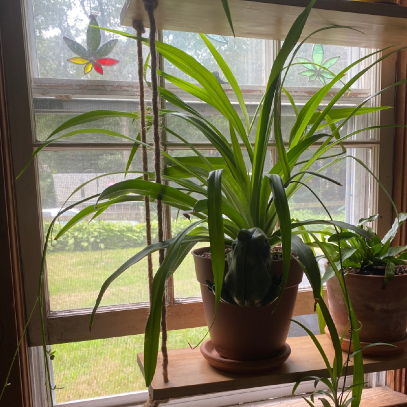 Photo of the plant species Hawaiian Spider Plant by @plantmilf13 named Pumpkin on Greg, the plant care app