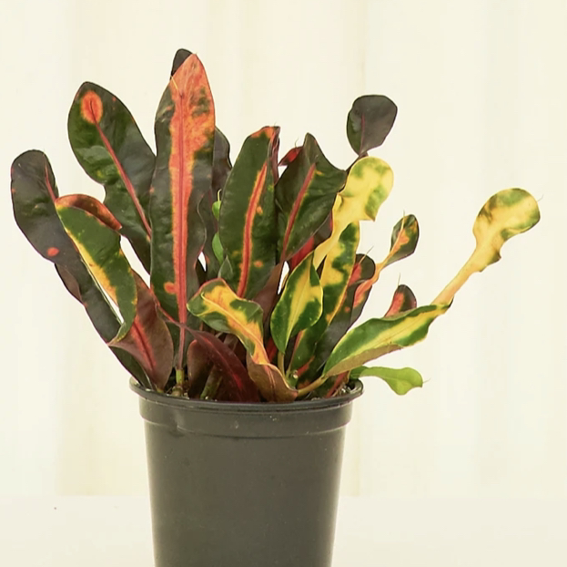 Photo of the plant species Croton Mammy by @plantmilf13 named Michael on Greg, the plant care app