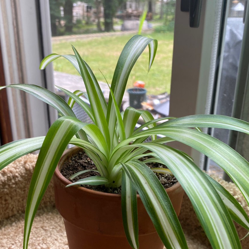Photo of the plant species Variegated Spider Plant by @plantmilf13 named Baby Cakes on Greg, the plant care app