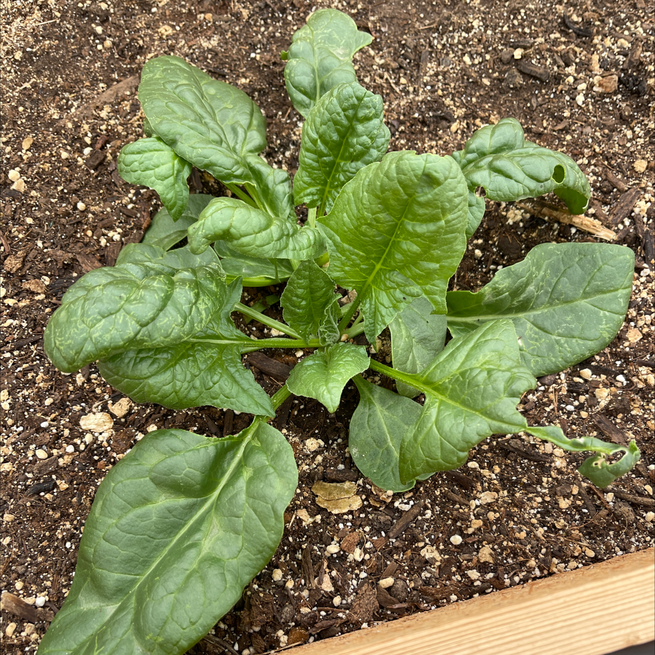 Healthy Common Beet plant with broad green leaves growing in soil.