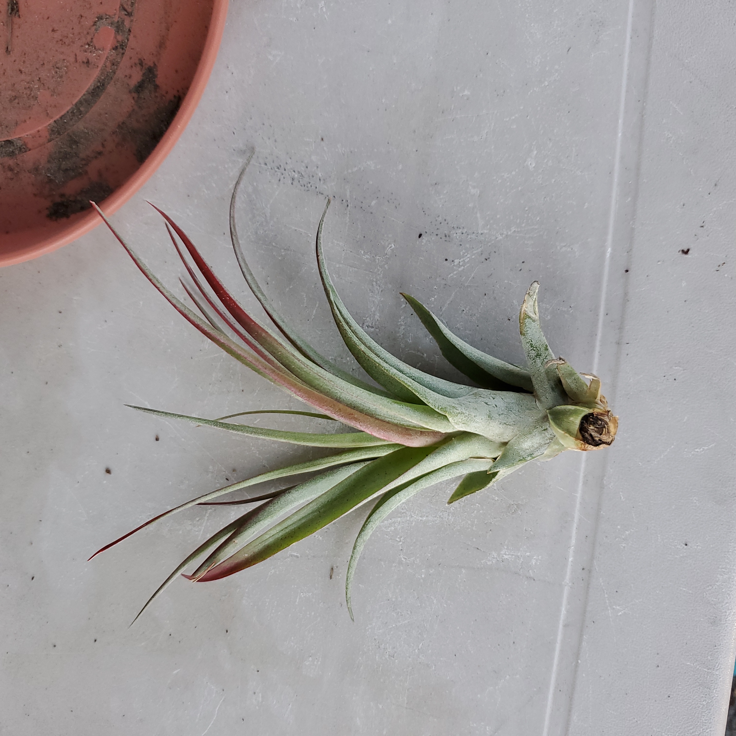 Tillandsia velutina plant with green and red-tipped leaves on a flat surface, pot with soil in background.